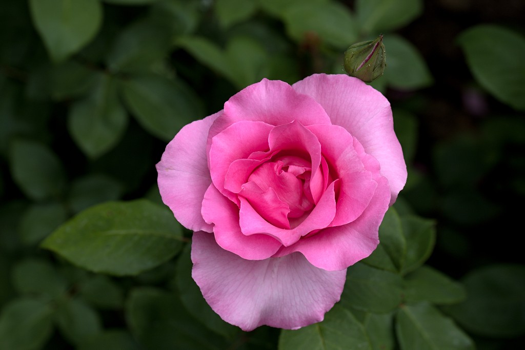 rode rozen roos rosa flora natuur bloem bloemen cultivars cultivar fleurop rosaceae tuin rozentuin valentijn valentijsdag romantiek liefde merci